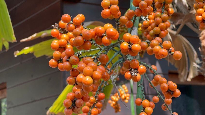 Tree with fruits in Veritas