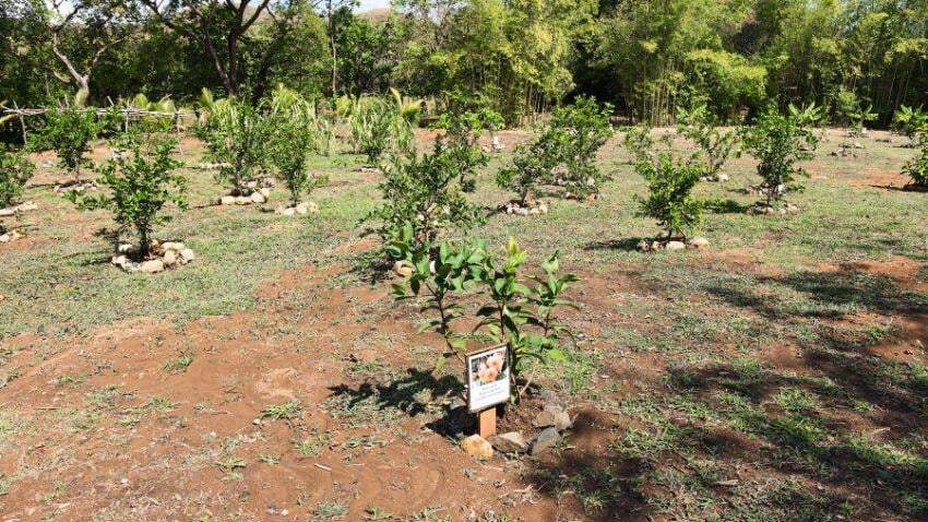 Veritas Village's orchards