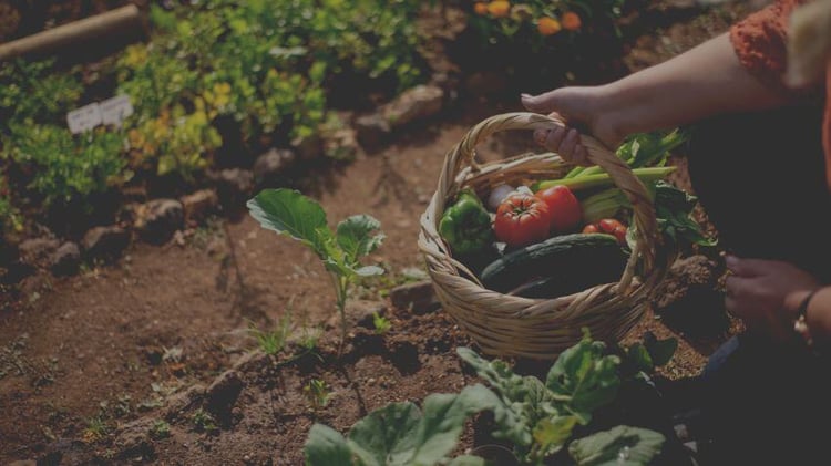 After water, the priority is to have your own food source. The communities have community orchards and gardens, vertical/hydroponic gardens, tilapia ponds, chicken coops, and livestock, ensuring food self-sufficiency even in times of crisis